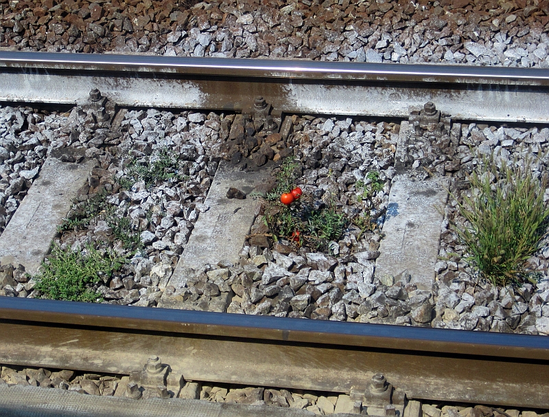 Tomatenstrauch im Bahngleis